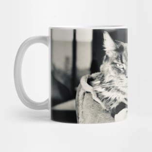Cat main coon black and white / Swiss Artwork Photography Mug